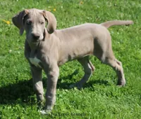 Hope, a female Great Dane for sale in Unionville, IA – 8 of 10