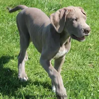 Hope, a female Great Dane for sale in Unionville, IA – 7 of 10
