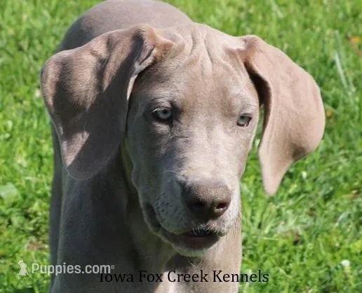 Hope – Great Dane puppy for sale in Unionville, IA