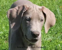 Hope, a female Great Dane for sale in Unionville, IA – 1 of 10