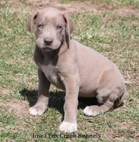 Hope, a female Great Dane for sale in Unionville, IA – Photo 8 of 10