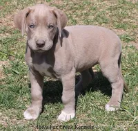 Hope, a female Great Dane for sale in Unionville, IA – Photo 5 of 10