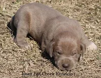Hope, a female Great Dane for sale in Unionville, IA – Photo 4 of 8