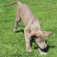 Hope, a female Great Dane for sale in Unionville, IA – 6 of 10