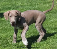Hope, a female Great Dane for sale in Unionville, IA – 5 of 10