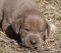 Hope, a female Great Dane for sale in Unionville, IA – Photo 1 of 8