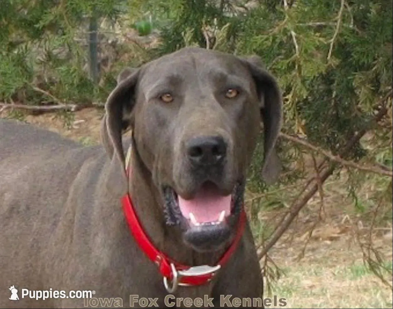 Hope, a female Great Dane for sale in Unionville, IA – 10 of 10
