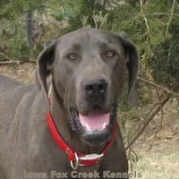 Hope, a female Great Dane for sale in Unionville, IA – Photo 10 of 10
