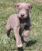 Hope, a female Great Dane for sale in Unionville, IA – Photo 6 of 10