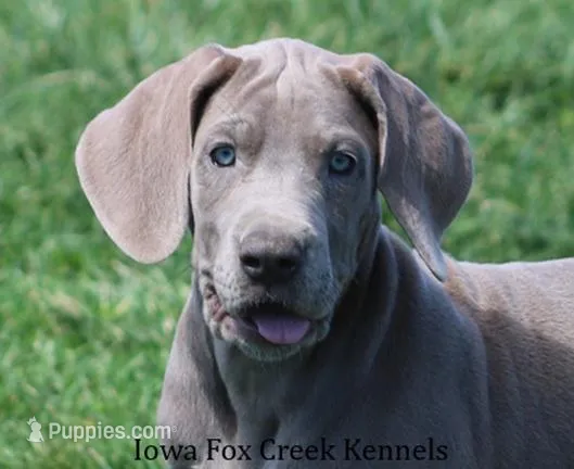 Hope – Great Dane puppy for sale in Unionville, IA