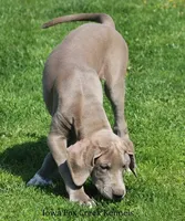 Hope, a female Great Dane for sale in Unionville, IA – 2 of 10