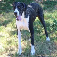 Hope, a female Great Dane for sale in Unionville, IA – Photo 9 of 10