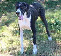 Hope, a female Great Dane for sale in Unionville, IA – Photo 7 of 8