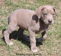 Hope, a female Great Dane for sale in Unionville, IA – Photo 2 of 10