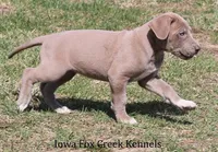 Hope, a female Great Dane for sale in Unionville, IA – Photo 4 of 10
