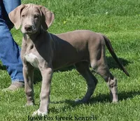 Hope, a female Great Dane for sale in Unionville, IA – 3 of 10