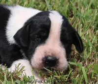 Zoey, a female Great Dane for sale in Unionville, IA – 1 of 10