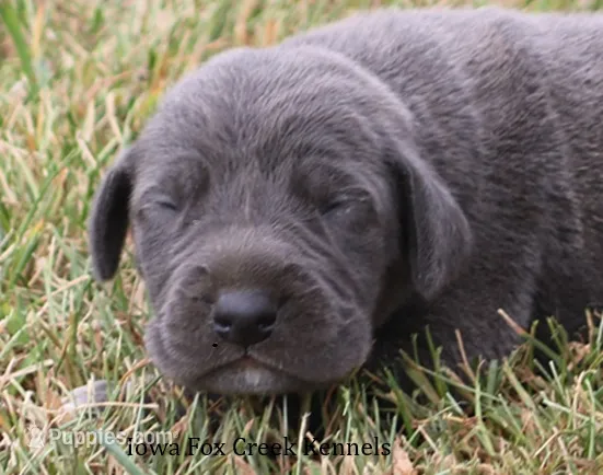Sapphire – Great Dane puppy for sale in Unionville, IA