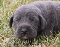Sapphire, a female Great Dane for sale in Unionville, IA – 1 of 8
