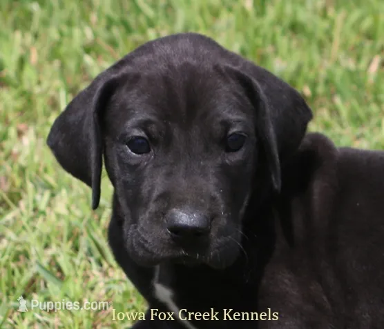 Sadie – Great Dane puppy for sale in Unionville, IA