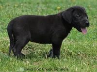 Milo, a male Great Dane for sale in Unionville, IA – 7 of 10