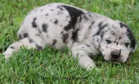 Ella, a female Great Dane for sale in Unionville, IA – 3 of 7