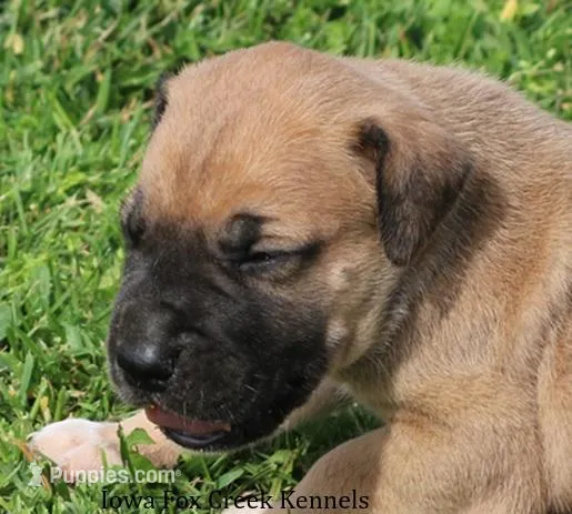 Bubba – Great Dane, English Mastiff puppy for sale in Unionville, IA