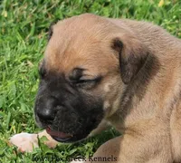 Bubba, a male Great Dane and English Mastiff for sale in Unionville, IA – Photo 1 of 10