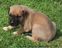 Bubba, a male Great Dane and English Mastiff for sale in Unionville, IA – Photo 5 of 10