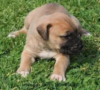 Bubba, a male Great Dane and English Mastiff for sale in Unionville, IA – Photo 3 of 10