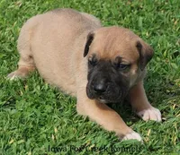 Bubba, a male Great Dane and English Mastiff for sale in Unionville, IA – Photo 4 of 10