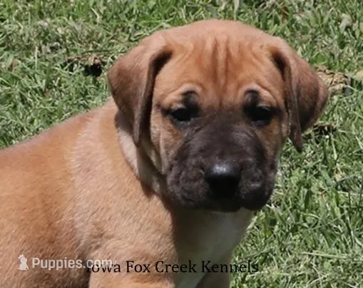 Bubba – Great Dane, English Mastiff puppy for sale in Unionville, IA