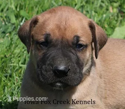 Bubba – Great Dane, English Mastiff puppy for sale in Unionville, IA