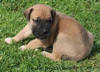 Bubba, a male Great Dane and English Mastiff for sale in Unionville, IA – Photo 7 of 10