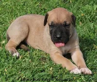 Bubba, a male Great Dane and English Mastiff for sale in Unionville, IA – Photo 8 of 10