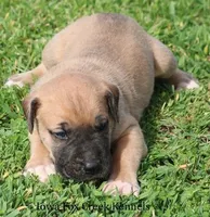 Bubba, a male Great Dane and English Mastiff for sale in Unionville, IA – Photo 2 of 10