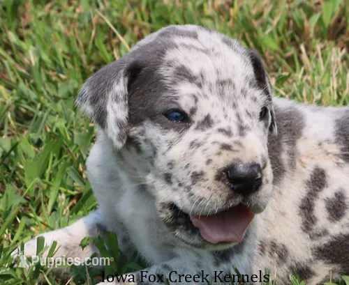 Shakira – Great Dane puppy for sale in Unionville, IA