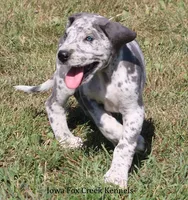 Shakira, a female Great Dane for sale in Unionville, IA – 3 of 10