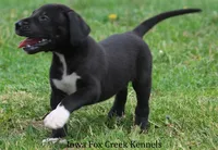 Mitzi, a male Great Dane for sale in Unionville, IA – 7 of 10