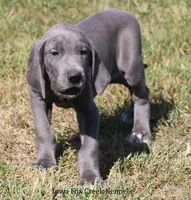 Sapphire, a female Great Dane for sale in Unionville, IA – 8 of 10