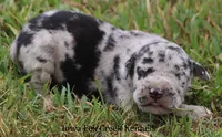 Samson, a male Great Dane for sale in Unionville, IA – 2 of 10