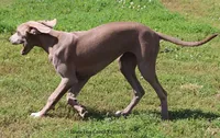 Hope, a female Great Dane for sale in Unionville, IA – 4 of 8