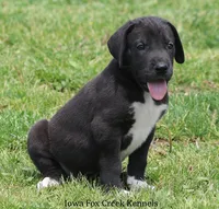 Milo, a male Great Dane for sale in Unionville, IA – 3 of 10