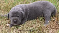 Smokey, a male Great Dane for sale in Unionville, IA – 4 of 9