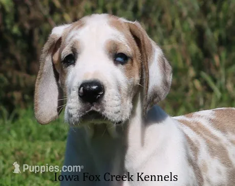 Zeus – Great Dane puppy for sale in Unionville, IA
