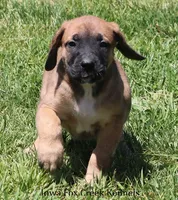 Bonnie, a female Great Dane and English Mastiff for sale in Unionville, IA – 3 of 10