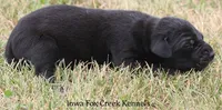 Sadie, a female Great Dane for sale in Unionville, IA – 2 of 9