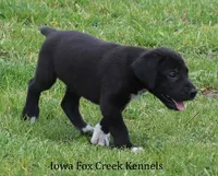 Milo, a male Great Dane for sale in Unionville, IA – 5 of 10