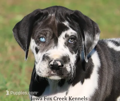 Emily – Great Dane puppy for sale in Unionville, IA