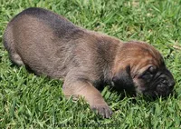 Boomer, a male Great Dane and English Mastiff for sale in Unionville, IA – Photo 3 of 9
